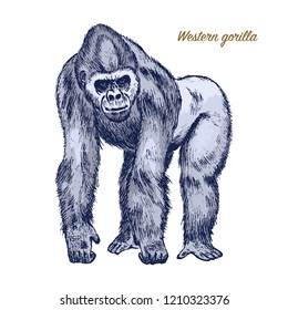 Western or mountain gorilla. big monkey or primate. Hand drawn, engraved wild animal in vintage or retro style, zoology african symbol.