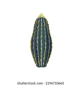 Western opuntia tropical botanical cactus isolated cartoon cacti with thorns. Vector Ferocactus large barrel-shaped cacti with spines grown in mexican dessert, prickly succulent indian cacti