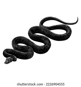 Western Rat Snake hand drawing vector isolated on white background.