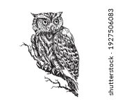 The western screech owl (Megascops kennicottii) sitting on branch, doodle black ink drawing, woodcut style