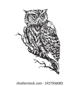 The western screech owl (Megascops kennicottii) sitting on branch, doodle black ink drawing, woodcut style