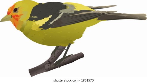 Western tanager