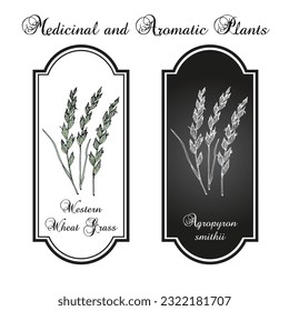 Western wheat grass (Agropyron smithii), prairie grass, state grass of South Dakota. Hand drawn botanical vector illustration