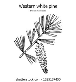 Western White Pine (Pinus Monticola), State Tree Of Idaho. Hand Drawn Botanical Vector Illustration