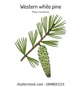 Western White Pine (Pinus Monticola), State Tree Of Idaho. Hand Drawn Botanical Vector Illustration