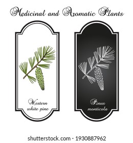 Western White Pine (Pinus Monticola), State Tree Of Idaho. Hand Drawn Botanical Vector Illustration