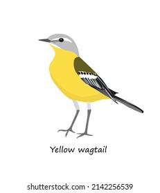 Western yellow wagtail isolated on white background. Vector illustration