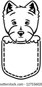 Westie in a pocket plack and white