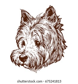 Westie west highland white terrier dog portrait on white background stock vector illustration