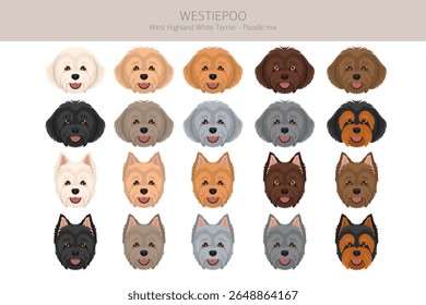 Westiepoo Clipart. West Highland White Terrier Poodle mix. Diferentes cores de casaco definido.  Ilustração vetorial