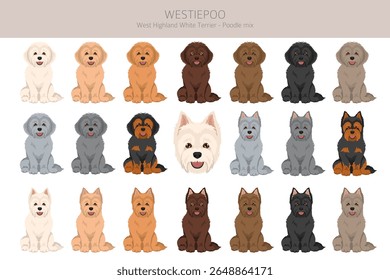 Westiepoo Clipart. West Highland White Terrier Poodle mix. Diferentes cores de casaco definido.  Ilustração vetorial