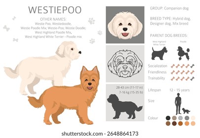 Westiepoo clipart. West Highland White Terrier Poodle mix. Different coat colors set.  Vector illustration