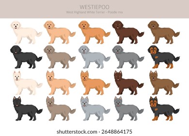 Westiepoo Clipart. West Highland White Terrier Poodle mix. Diferentes cores de casaco definido.  Ilustração vetorial