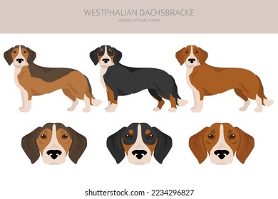 Westphalian dachsbracke clipart. All coat colors set.  All dog breeds characteristics infographic. Vector illustration