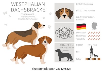 Dachsbracke clipart de Westfalia. Todos los colores del abrigo.  Todas las razas de perros tienen características infográficas. Ilustración del vector