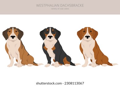 Dachsbracke clipart de Westfalia. Todos los colores del abrigo.  Todas las razas de perros tienen características infográficas. Ilustración del vector