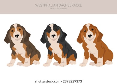 Piloto de cachorro dachsbracke de Westfalia. Todos los colores del abrigo.  Todas las razas de perros tienen características infográficas. Ilustración del vector