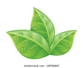 Wet foliage