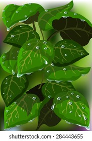 Wet leaves