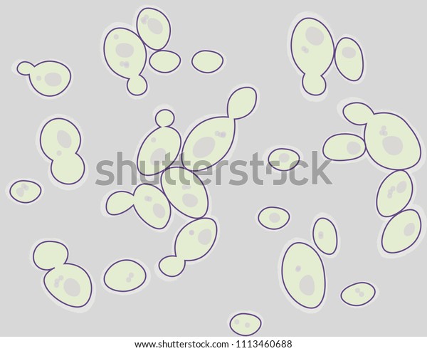 Wet Mount Saccharomyces Cerevisiae By Phase Stock Vector Royalty Free