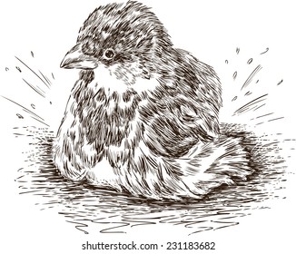 wet sparrow