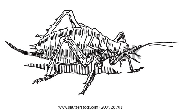 Weta Grasshopper Insect Vector Drawing Isolated : Image Vectorielle De ...