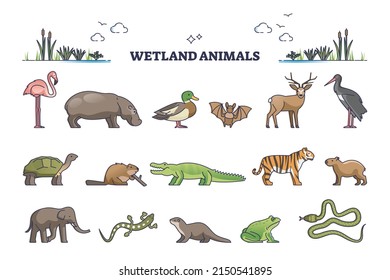 Wetland animals collection with wet environment fauna species outline set. Wildlife mammals, birds and reptiles adapted to water and wet soil vector illustration. Hydric ground life habitat examples.