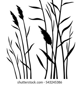  Wetland grass, silhouette of the reed isolated on white background. All branches are divided. Layers. Stock vector illustration.