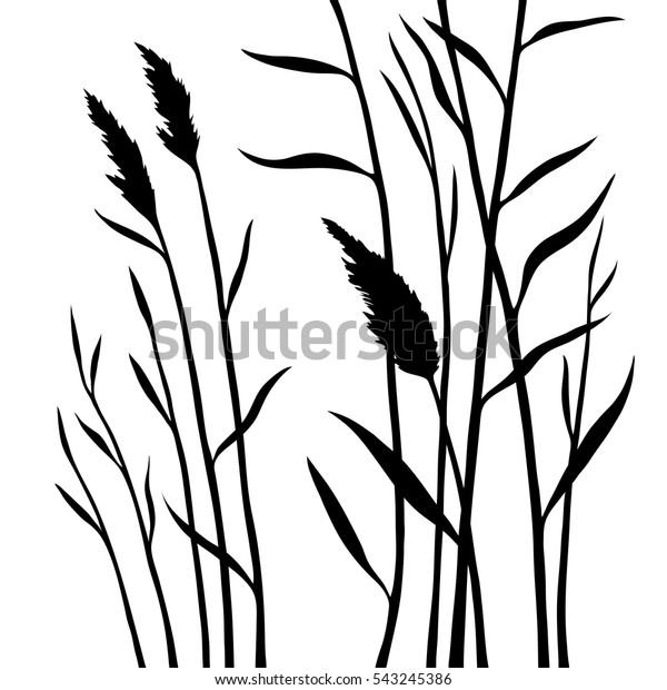 Wetland Grass Silhouette Reed Isolated On Stock Vector (Royalty Free ...