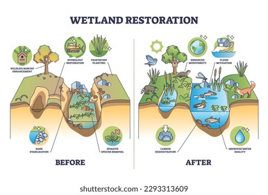 Wetland restoration and reviving ecosystems for healthier environment outline diagram. Labeled educational biology scheme with before and after comparison for wet land vegetation vector illustration.