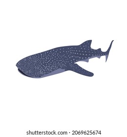 Whake shark, Rhincodon typus is the largest shark and it is also the largest living fish