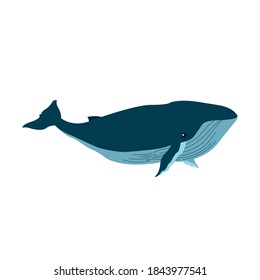 whale animal design Sea life ecosystem fauna and ocean theme Vector illustration