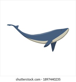 Ilustración De Ballenas Para Vectores Animales