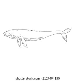 whale aquatic animal black white sketch line doodle vector Illustration.