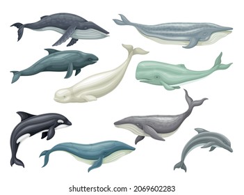 Whale as Aquatic Placental Marine Mammal with Flippers and Large Tail Fin Vector Set