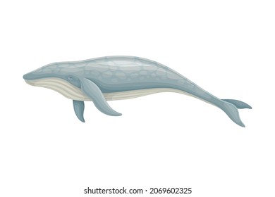 Whale as Aquatic Placental Marine Mammal with Flippers and Large Tail Fin Closeup Vector Illustration