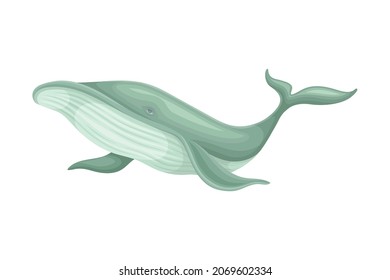 Whale as Aquatic Placental Marine Mammal with Flippers and Large Tail Fin Closeup Vector Illustration