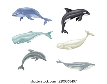 Whale as Aquatic Placental Marine Mammal with Flippers and Large Tail Fin Vector Set