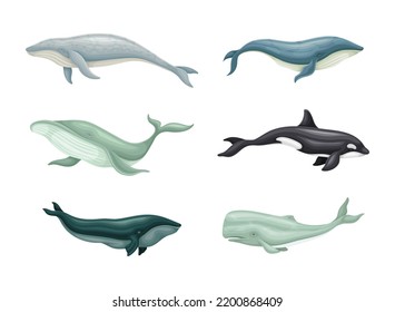 Whale as Aquatic Placental Marine Mammal with Flippers and Large Tail Fin Vector Set