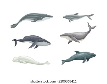 Whale as Aquatic Placental Marine Mammal with Flippers and Large Tail Fin Vector Set