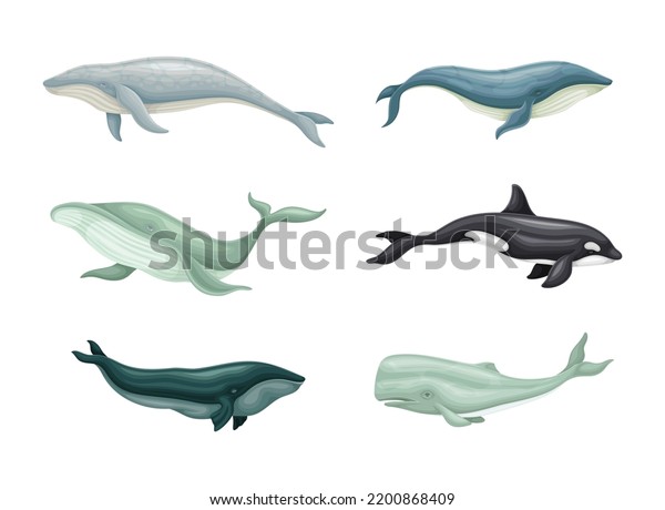 Whale Aquatic Placental Marine Mammal Flippers Stock Vector (Royalty