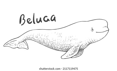 Whale-Beluga einzeln auf weißem Hintergrund