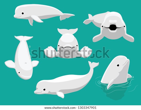 Whale Beluga\
Various Poses Cartoon Cute\
Vector