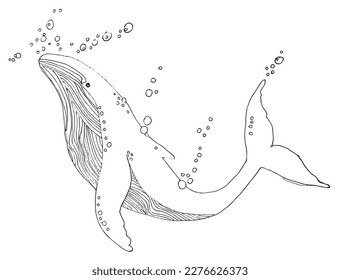 Whale black outline illustration vector image. Hand drawn sketch image artwork. Simple original logo icon from pen drawing sketch.