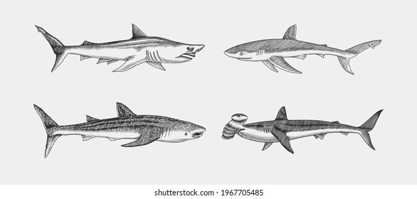 Whale and Blue shark. Great hammerhead and Sand shark. Marine predator animal. Sea life. Hand drawn vintage engraved sketch. Ocean fish. Vector illustration for web, logo or t-shirt.