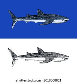 Whale or Blue shark. Marine predator animal. Sea life. Hand drawn vintage engraved sketch. Ocean fish. Vector illustration for web, logo or t-shirt.