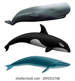 Whale blue tale fish mockup set. Realistic illustration of 3 whale blue tale fish mockups for web