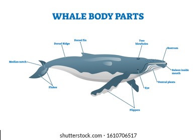 Whale body parts vector illustration. Labeled educational mammal structure. Huge underwater creature from anatomical, biological and zoological aspect. Scheme with blowholes, ridge, fin and flippers.