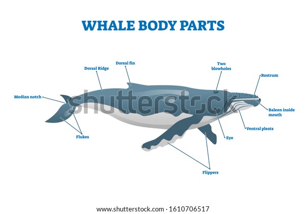 Whale Body Parts Vector Illustration Labeled Stock Vector (Royalty Free ...