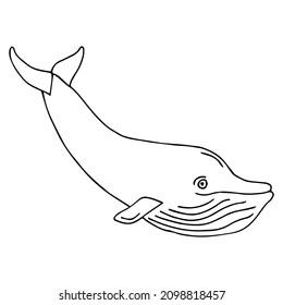 whale cartoon, part of the collection of marine life